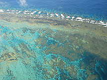Save Coral and Beach Assets - Naoko Art
