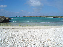 Save Coral and Beach Assets - Naoko Art