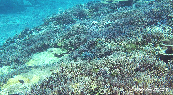Naoko Otsuka Ecological Artist Research 3